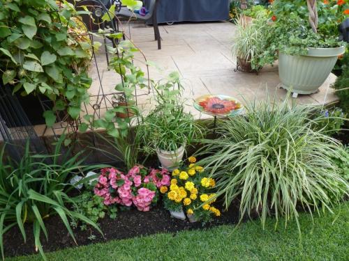 Низкорослая декоративная трава. Декоративная трава — применение в ландшафтном дизайне и подбор злаков (95 фото)