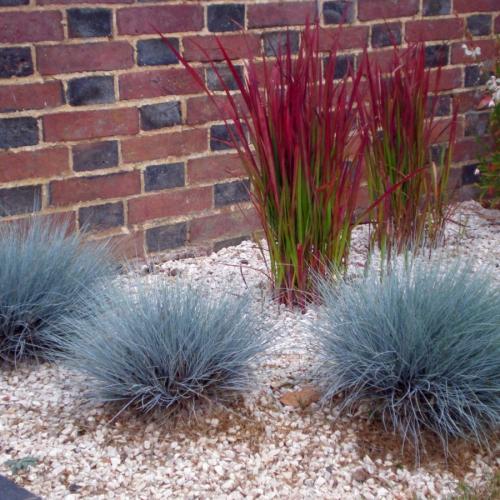 Низкорослая декоративная трава. Декоративная трава — применение в ландшафтном дизайне и подбор злаков (95 фото)