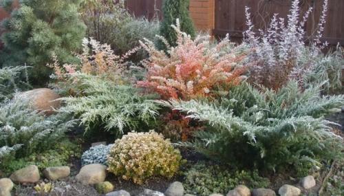 Серебристая трава для клумб. Серебряный сад: выбираем растения