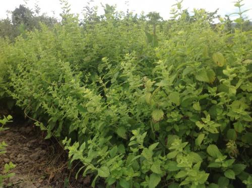 Низкорослая декоративная трава. Декоративная трава — применение в ландшафтном дизайне и подбор злаков (95 фото)