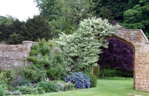 Серебристая трава для клумб. Серебряный сад: выбираем растения