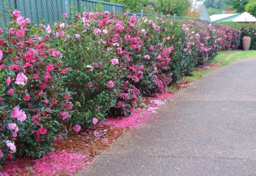 Зонирование участка туями. Зонирование участка: разработка плана, зонирование перепадом высоты и цветом. 140 фото-идей