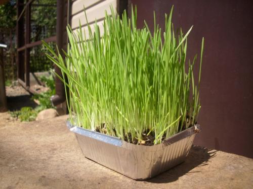 Низкорослая декоративная трава. Декоративная трава — применение в ландшафтном дизайне и подбор злаков (95 фото)