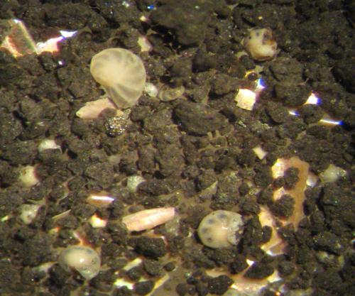 Плотность глины. Что такое глина, ее виды и свойства