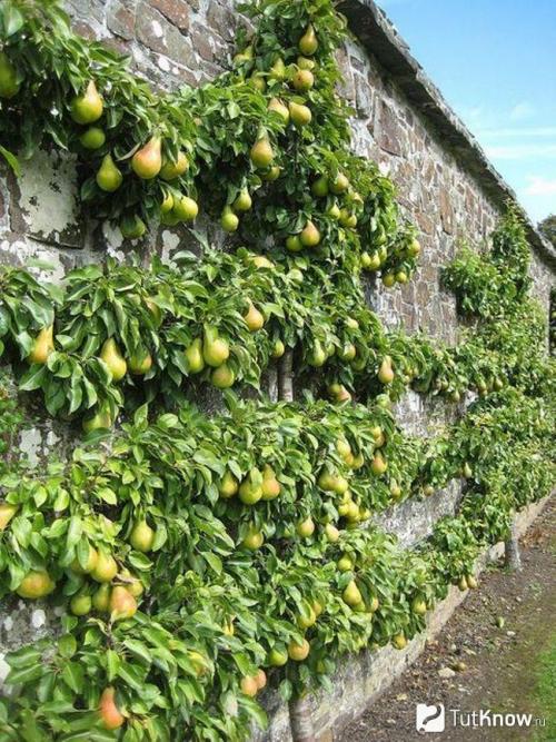 Благоустройство территории 6 соток. Участок 6 соток: примеры планировки и варианты обустройства участка в 6 соток (125 фото) 33 Благоустройство территории 6 соток. Участок 6 соток: примеры планировки и варианты обустройства участка в 6 соток (125 фото) 33