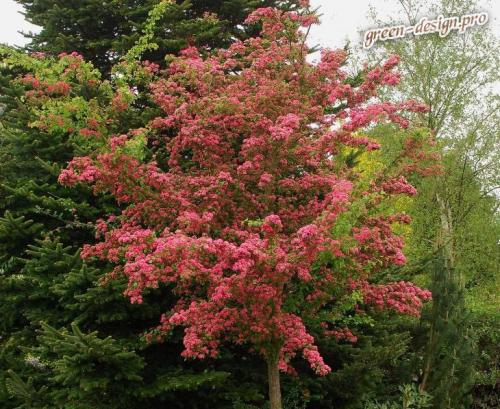 Декоративные плодовые деревья. Выбираем декоративные деревья для сада