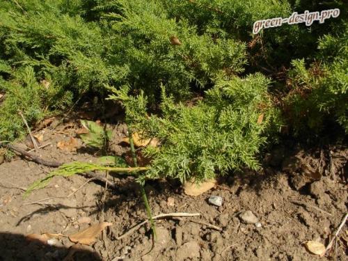 Декоративные плодовые деревья. Выбираем декоративные деревья для сада