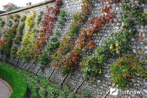 Благоустройство территории 6 соток. Участок 6 соток: примеры планировки и варианты обустройства участка в 6 соток (125 фото) 32 Благоустройство территории 6 соток. Участок 6 соток: примеры планировки и варианты обустройства участка в 6 соток (125 фото) 32