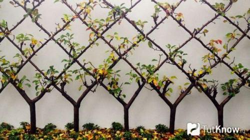 Благоустройство территории 6 соток. Участок 6 соток: примеры планировки и варианты обустройства участка в 6 соток (125 фото) 35 Благоустройство территории 6 соток. Участок 6 соток: примеры планировки и варианты обустройства участка в 6 соток (125 фото) 35