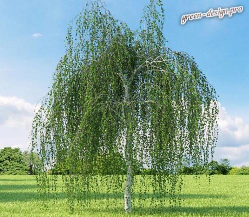 Декоративные плодовые деревья. Выбираем декоративные деревья для сада