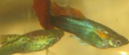 Как сделать перламутровую краску. Как получить перламутр в домашних условиях