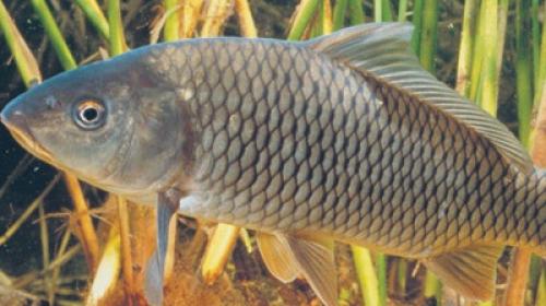 Как сделать перламутровую краску. Как получить перламутр в домашних условиях