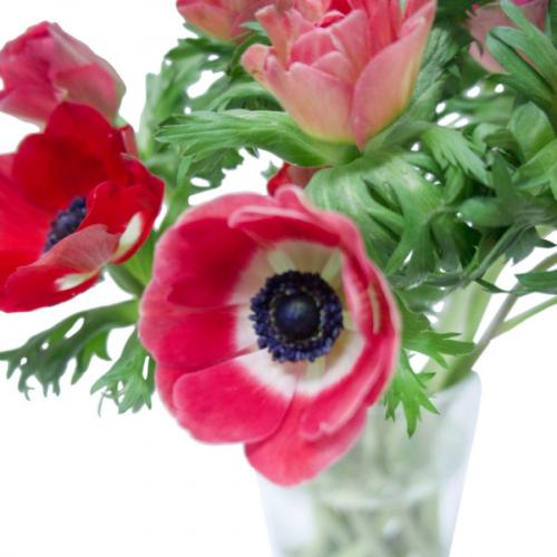 Анемоны на клумбе с другими цветами. Анемоны — секреты выращивания и размножения. Рекомендации по уходу и посадке в открытом грунте (140 фото)