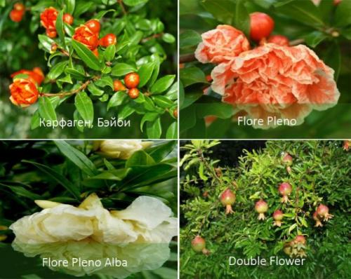 Дерево гранатовое дома. Карликовый гранат и его разновидности