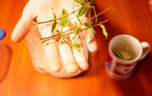 Дерево гранатовое домашнее. Способы размножения