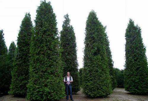 Какое декоративное быстрорастущее дерево посадить на даче. Быстрорастущие деревья для дачи