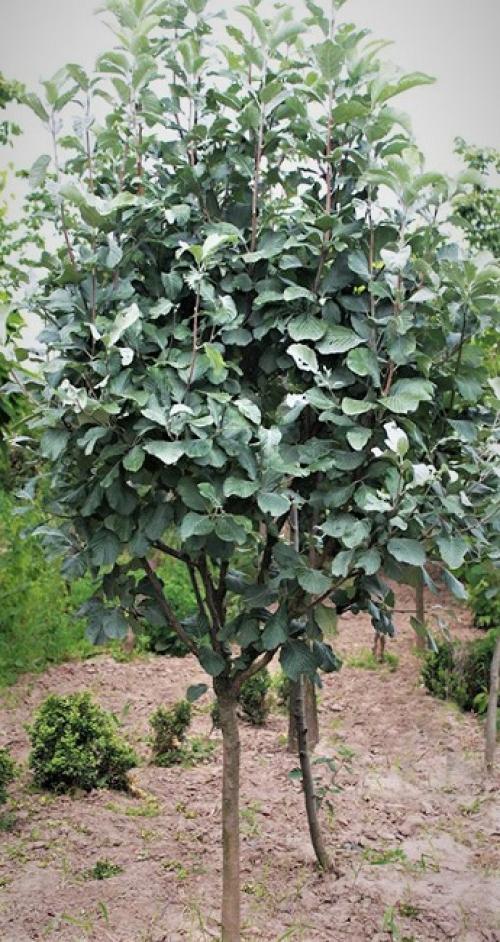 Какое декоративное быстрорастущее дерево посадить на даче. Быстрорастущие деревья для дачи