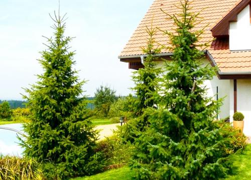 Какое декоративное быстрорастущее дерево посадить на даче. Быстрорастущие деревья для дачи