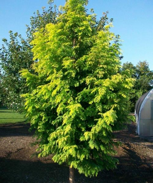 Какое декоративное быстрорастущее дерево посадить на даче. Быстрорастущие деревья для дачи