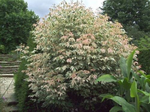 Какое декоративное быстрорастущее дерево посадить на даче. Быстрорастущие деревья для дачи