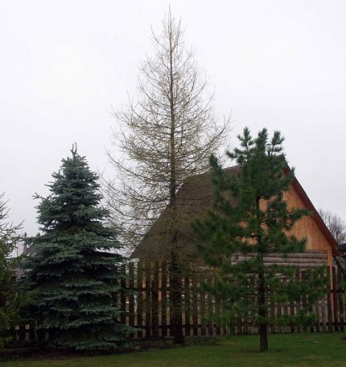 Какое декоративное быстрорастущее дерево посадить на даче. Быстрорастущие деревья для дачи