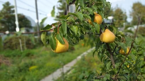Какое декоративное дерево посадить возле дома. Посадка плодовых деревьев возле дома 01 Какое декоративное дерево посадить возле дома. Посадка плодовых деревьев возле дома 01