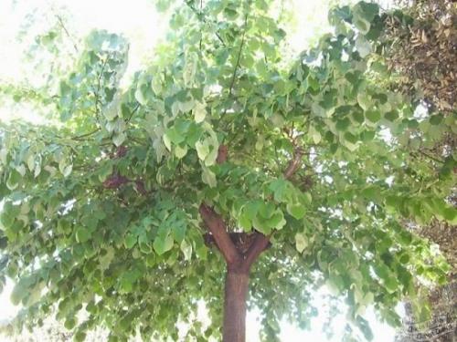 Какое декоративное быстрорастущее дерево посадить на даче. Быстрорастущие деревья для дачи