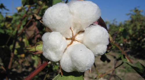 Какой материал использовали для заделывания щелей в бревенчатых домах. Смесь клея и древесной стружки 13 Какой материал использовали для заделывания щелей в бревенчатых домах. Смесь клея и древесной стружки 13