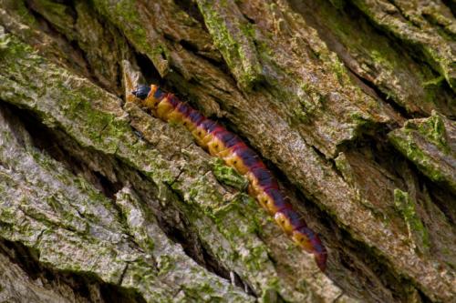 Как защитить дерево от влаги, чтобы предотвратить трещины. Чем опасны трещины на деревьях