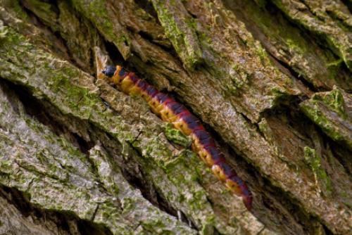 Как защитить дерево от влаги, чтобы предотвратить трещины. Чем опасны трещины на деревьях