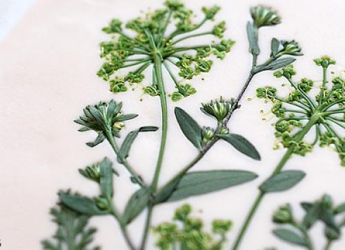 Тарелка из полимерной глины своими руками. Как сделать тарелку из полимерной глины