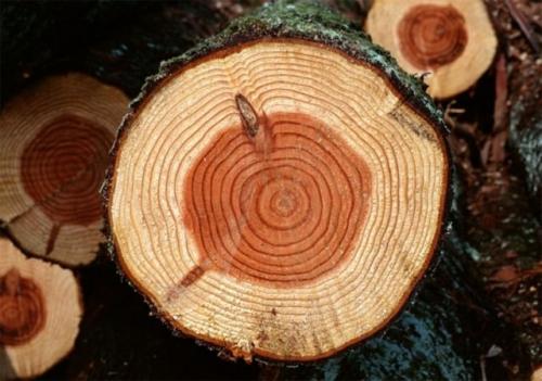 Какой брус для дома лучше. Какой брус выбрать для строительства дома? 06 Какой брус для дома лучше. Какой брус выбрать для строительства дома? 06