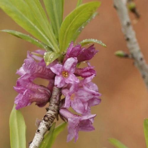 Какие кустарники посадить на даче осенью. Декоративные кустарники, которые нужно посадить с осени, чтобы наслаждаться красотой в новом сезоне, как можно раньше