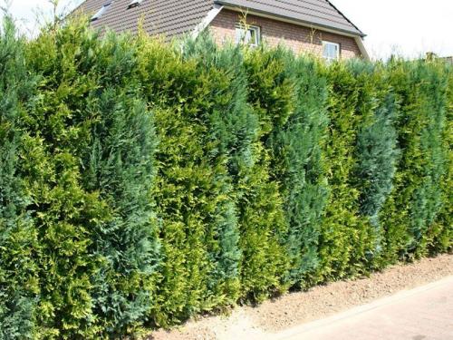 Какие декоративные кустарники высаживают для изгороди. Кустарники для живой изгороди: названия и фото