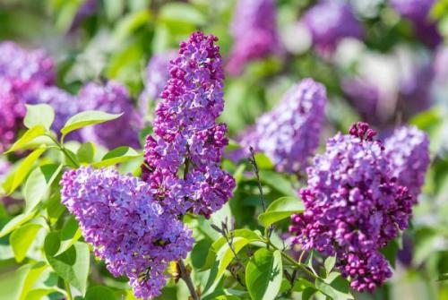 Как сажать цветущие кустарники. Список красивых декоративно-цветущих кустарников для сада