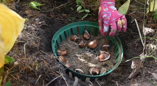 Какие кустарники посадить на даче осенью. Декоративные кустарники, которые нужно посадить с осени, чтобы наслаждаться красотой в новом сезоне, как можно раньше 32