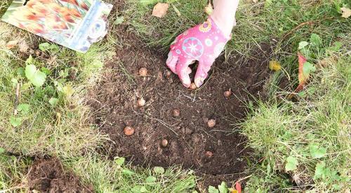 Какие кустарники посадить на даче осенью. Декоративные кустарники, которые нужно посадить с осени, чтобы наслаждаться красотой в новом сезоне, как можно раньше 31