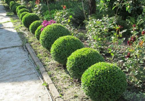 Какие декоративные кустарники высаживают для изгороди. Кустарники для живой изгороди: названия и фото