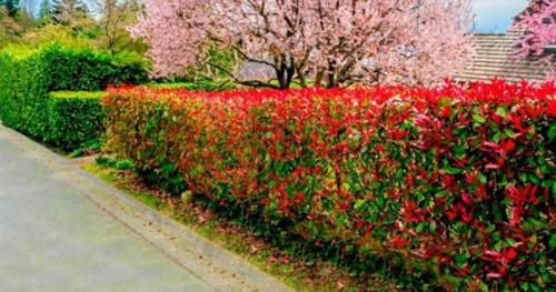 Какие декоративные кустарники высаживают для изгороди. Кустарники для живой изгороди: названия и фото