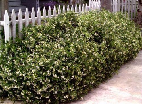 Какие декоративные кустарники высаживают для изгороди. Кустарники для живой изгороди: названия и фото