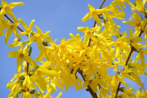 Как сажать цветущие кустарники. Список красивых декоративно-цветущих кустарников для сада