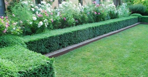 Какие декоративные кустарники высаживают для изгороди. Кустарники для живой изгороди: названия и фото