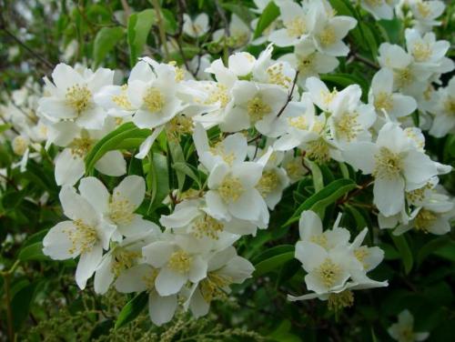 Как сажать цветущие кустарники. Список красивых декоративно-цветущих кустарников для сада