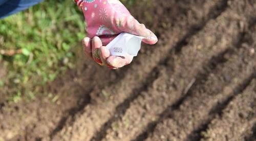 Какие кустарники посадить на даче осенью. Декоративные кустарники, которые нужно посадить с осени, чтобы наслаждаться красотой в новом сезоне, как можно раньше 33