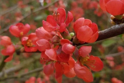 Какие кустарники посадить на даче осенью. Декоративные кустарники, которые нужно посадить с осени, чтобы наслаждаться красотой в новом сезоне, как можно раньше