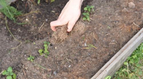 Какие кустарники посадить на даче осенью. Декоративные кустарники, которые нужно посадить с осени, чтобы наслаждаться красотой в новом сезоне, как можно раньше 34
