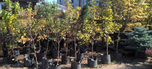 Как подготовить почву перед посадкой косточковых. Где и как сажать сливы