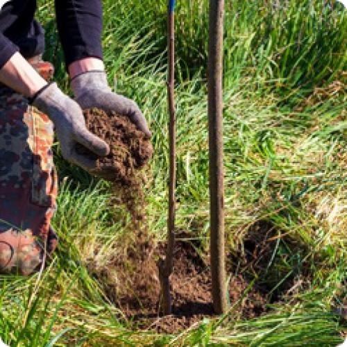 Какая почва лучше всего подходит для посадки косточковых. ПОДГОТОВКА И ПОСАДКА ВИШНИ