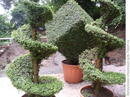 Какие преимущества у саженцев в контейнерах перед другими видами саженцев. Преимущества контейнерной культуры