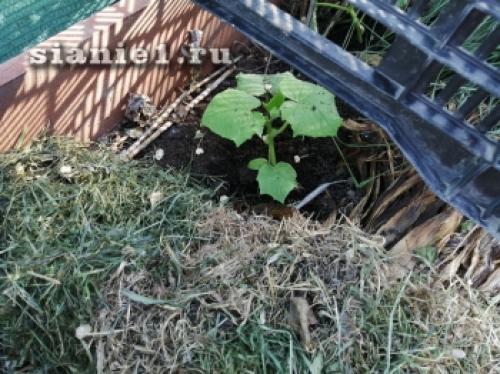 Секреты 100% приживаемости плодовых деревьев: как добиться успеха при посадке 14 Секреты 100% приживаемости плодовых деревьев: как добиться успеха при посадке 14